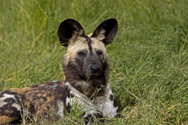 Afrika Vahşi Köpeği, Lycaon Pictus, Namibya  