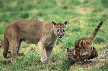 Cougar, puma concolor, Mother and Cub  