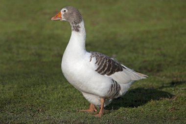 Norman Domestic Goose, a French Breed from Normandy, Female    clipart