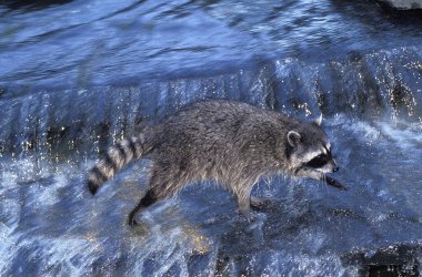 Rakun, procyon lotor, yetişkin nehri geçiyor.  
