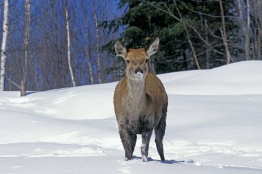 Rocky Mountain Geyiği veya Rocky Mountain Wapiti, cervus canadensis nelsoni, Pamuk üzerinde duran kadın, Wyoming Yellowstone Parkı  