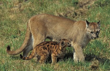 Cougar, puma concolor, Yetişkin Kayaların Üzerinde Duruyor  