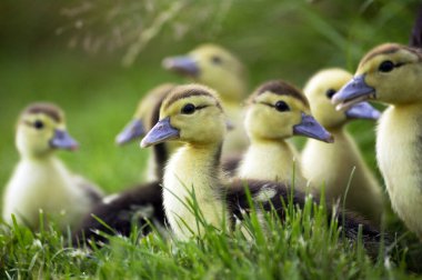 Muskovy Duck, Cairina Moschata, Anne ve Ördekler 