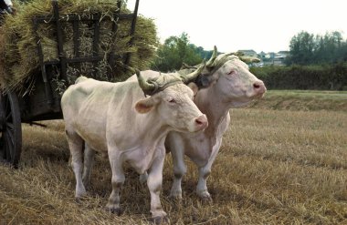 Charolais Evcil Sığır, Fransız Melezi, Buğday Çubuğu Arabası 