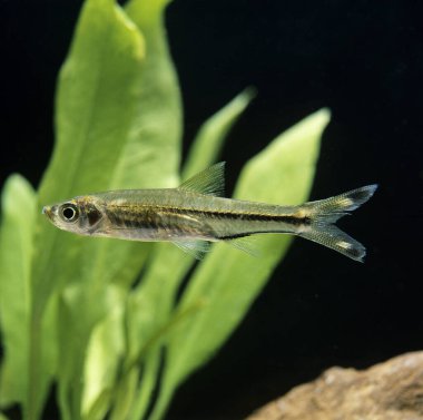 Üç çizgili Rasbora Balığı, rasbora trilineata  