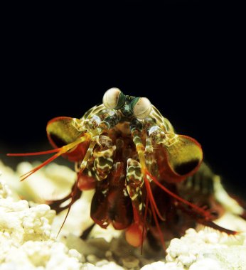 Tavuskuşu Mantid Karidesi, odontodactylus scyllarus  