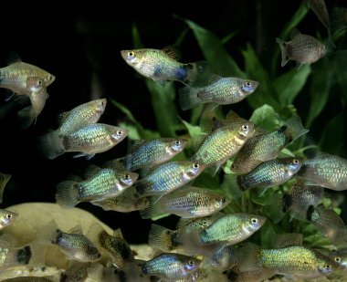 Neon Blue Platy, xiphophorus maculatus  