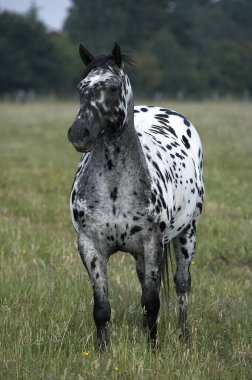 APPALOOSA HORSE, natural background clipart