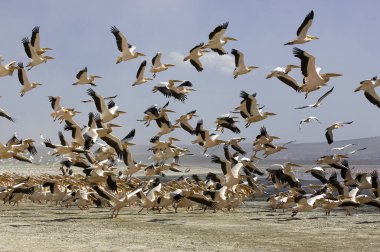 Büyük Beyaz Pelikan, Pelecanus onocrotalus, Grup Uçuş, Kenya Nakuru Gölü 'nde Koloni  