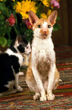 Cornish Rex Evcil Kedisi Çiçeklerin yanında oturuyor  