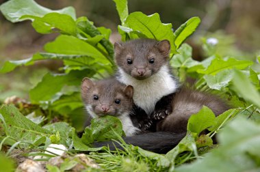 Stone Marten veya Beech Marten, martes foina, Youngs, Normandiya  