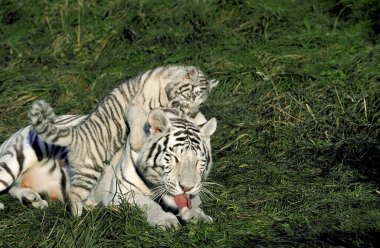 Beyaz Kaplan, Panthera Tigris, Anne ve Yavru  