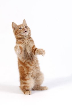 Kırmızı Tekir Ev Kedisi, Kedicik Beyaz Arkaplan 'a karşı oynuyor  