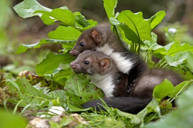 Young Stone Marten veya Beech Marten, martes foina, Normandiya  