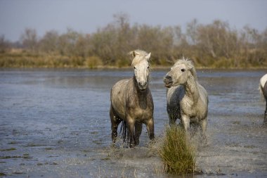 Camargue At Saintes Marie De La Mer Güney Fransa  