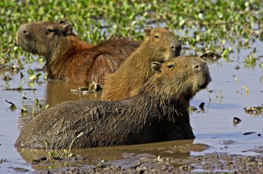Capybara, hydrochoerus hydrochaeris, Venezuela 'daki Swamp, Los Lianos' ta duruyor.   