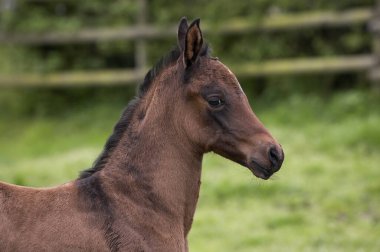 Akhal Teke, Türkmenistan 'dan Bir At  