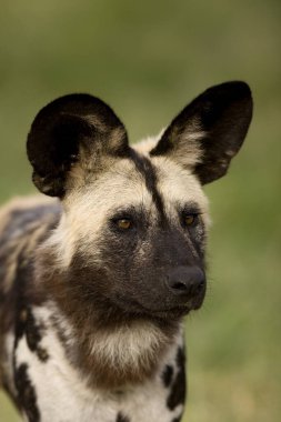 Afrika Vahşi Köpeği, Lycaon Pictus, Yetişkin Portresi, Namibya  