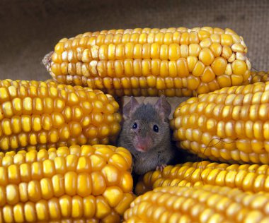 Ev faresi, mısır koçanlarının içinde duran kas yığını.  