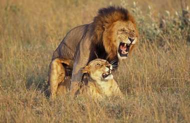 Afrika Aslanı, Panthera Aslanı, Çiftleşme, Kenya 'daki Masai Mara Parkı  