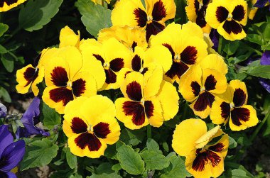 Süs çiçekleri ile çiçek sınırı, viyola sp. 