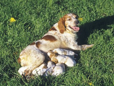Britanny Spaniel, yavruları emziren anne.  