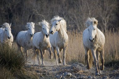 Güney Fransa 'daki Camargue Atları, Herd, Saintes Marie de la Mer  