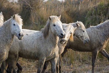 Camargue Atı, Fransa 'nın güneydoğusundaki Bataklık, Saintes Maries de la Mer' de yürüyen grup  