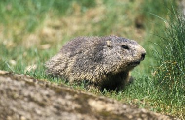 Alpine Marmot, marmota marmota, Fransız Alpleri  