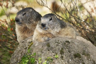 Alpine Marmot, marmota marmota, Kayaların Üzerinde Yetişkinler, Fransa  