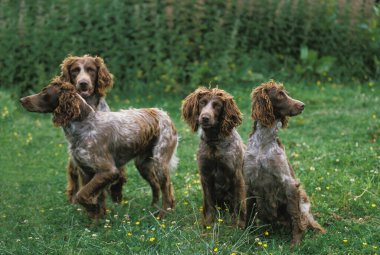 Pont Audemer Spaniel Dog, bir Fransız Köpeğidir.  