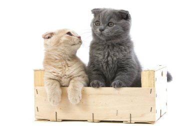 Mavi ve Krem İskoç Katliamı Evcil Kedi, 2 aylık yavru kediler Beyaz Arkaplan 'a karşı duruyor  