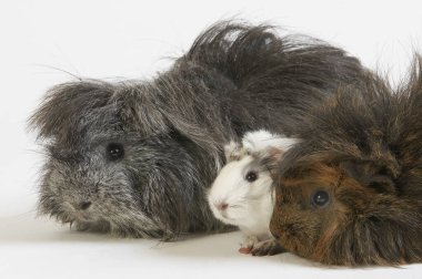 Uzun saçlı kobay, beyaz arka plana karşı cavia porcellus. 