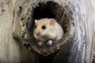 Fındık faresi, muskardinus avellanarius, Yuva girişinde duruyor, Normandiya  