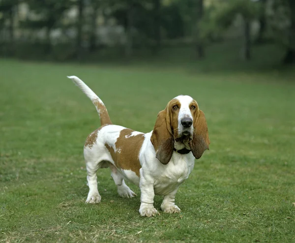 オスの野良犬 ローンの上に立つ犬 — ストック写真