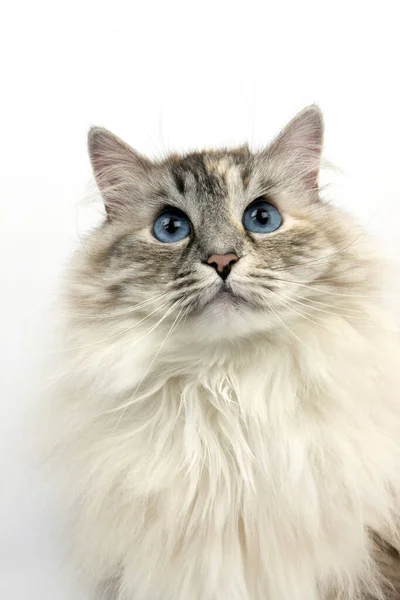 Ponto Tabby Selo Gato Doméstico Siberiano Branco Retrato Fêmea — Fotografia de Stock