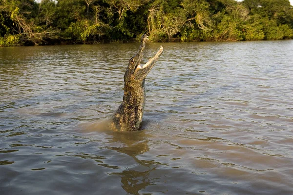 Θεαματική Caiman Caiman Crocodilus Adult Jumping River Los Lianos Venezuela — Φωτογραφία Αρχείου