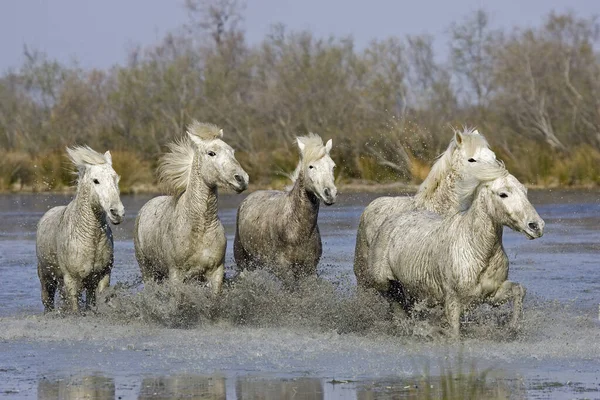 站在法国南部Camargue沼泽的Camargue Horse Herd Standing Swamp Saintes Marie Mer — 图库照片