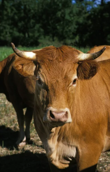 Limousine Domestic Cattle Uma Raça Francesa Chefe Vaca — Fotografia de Stock