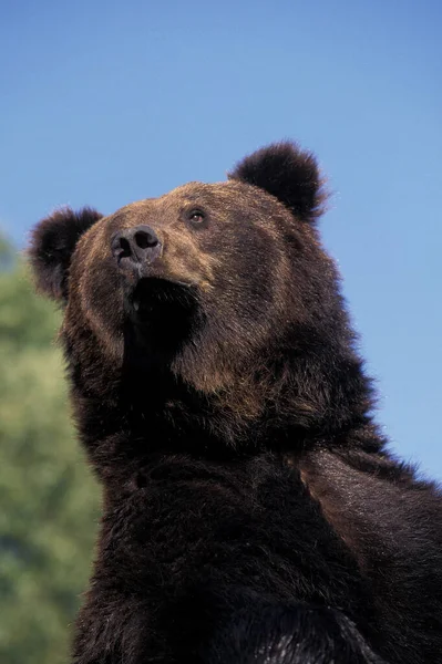 Brown Bear Ursus Arctos Portrait Adult — стокове фото