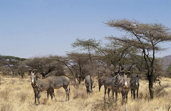 Zebra Grevy Equus Grevyi Mandria Samburu Park Kenya — Foto Stock