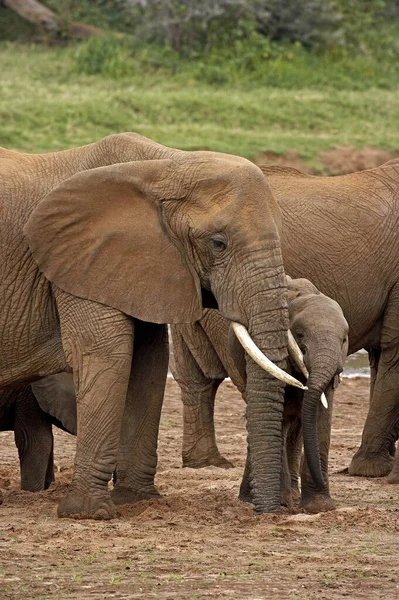 Elefante Africano Loxodonta Africana Madre Con Ternera Masai Mara Park —  Fotos de Stock