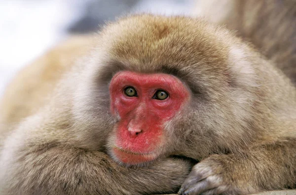 Portrait Macaque Japonais Macaca Fuscata Île Hokkaido Japon — Photo