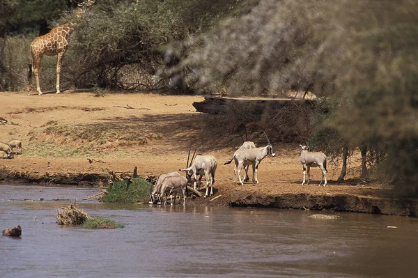 Beisa Oryx Oryx Beisa Groep Drinken Bij River Samburu Park — Stockfoto