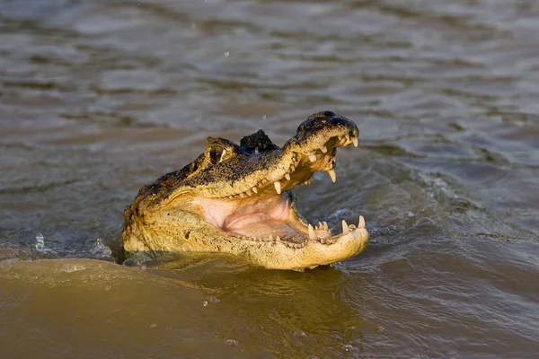 Spectacled Caiman Caiman Crocodilus Head Emerging River Los Lianos Venezuela — Stock Photo, Image