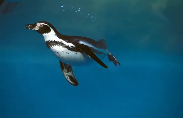 Humboldt Penguin Spheniscus Humboldti Swimming — ストック写真