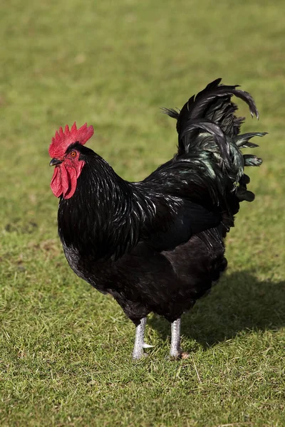 Cotentine Rooster Tamkyckling Rasen Från Contentin Normandie — Stockfoto