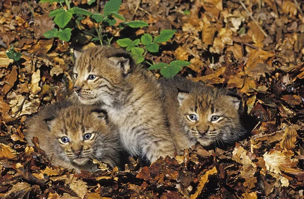 Európai Lynx Felis Lynx Cub — Stock Fotó