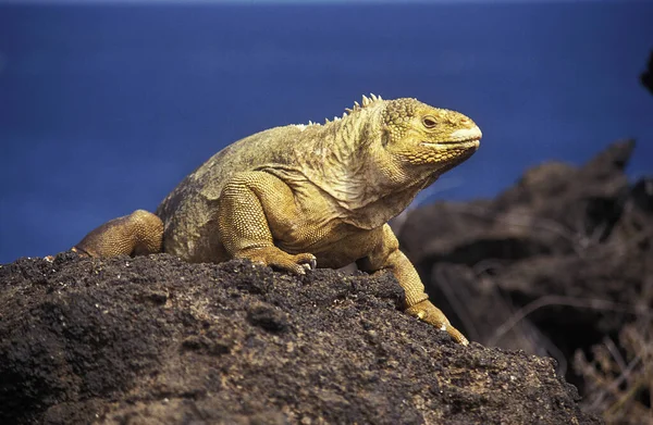 Galápagos Land Iguana Conolophus Subcristatus Pie Adulto Sobre Rocas Islas — Foto de Stock