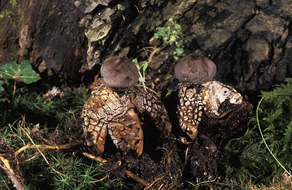 Champignon Geastrum Fornicatum Fond Naturel — Photo